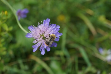 Hummel und Blüte