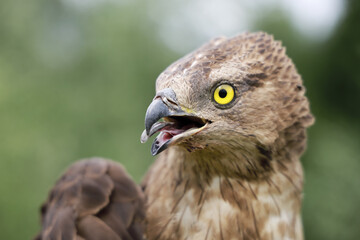 Short-toed snake eagle (Circaetus gallicus) predator bird, head with open beak, close-up