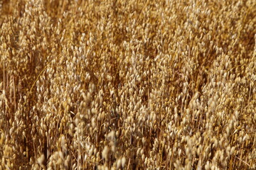 Beautiful Golden oats on field top view at summer day, cereals, European agriculture, bread, farming texture for background