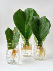Fiddle Leaf Fig Propagation in Water by Cuttings with Reuse Plastic Bottle.