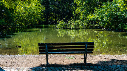 Fototapeta na wymiar empty bench in front of pond with ducks in natural park