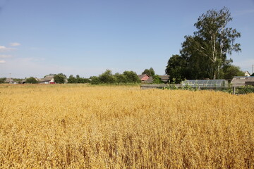 Beautiful Golden oat field with rural yard, birch tree and houses on horizon on blue sky background at Sunny summer day, cereals harvest, agriculture, bread, West Russian farming  landscape