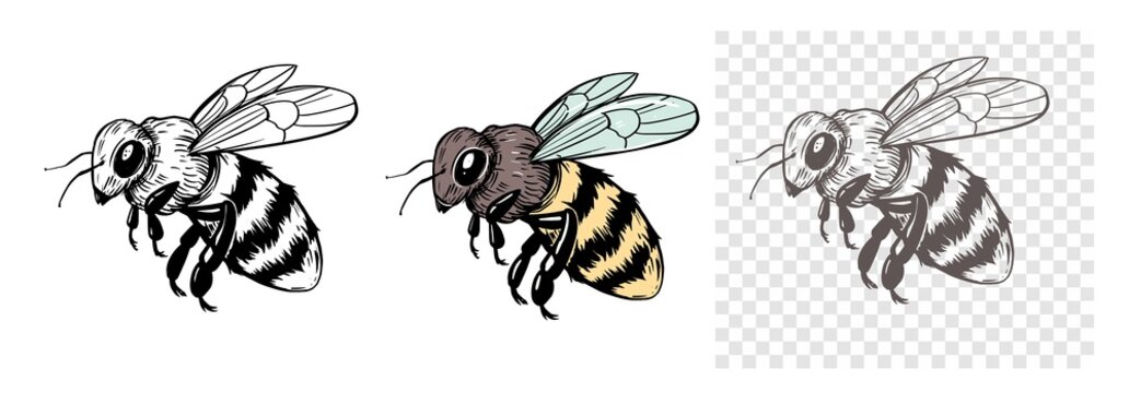 Sketch of a bee. Vector illustration on transparent background