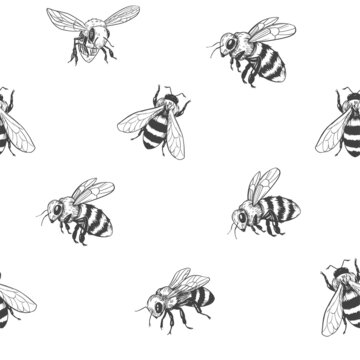 Sketch of a bee. Seamless pattern. Honey design. Vector illustration