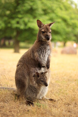 Naklejka na ściany i meble Wallaby baby with mum