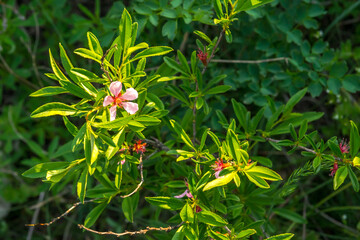 Pink flowers on green branches
