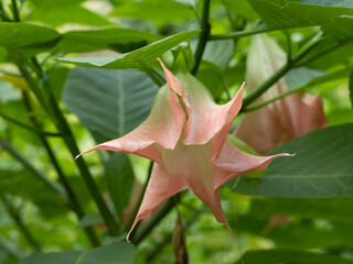 Close up on beautiful pendant pink and white angel’s Trumpet flowers, corolla recurved, on branches of Brugmansia suaveolens