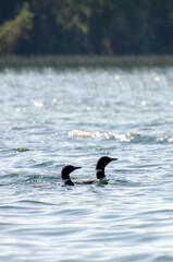 two loons on child's lake, duck mountain provincial park, Manitoba, canada
