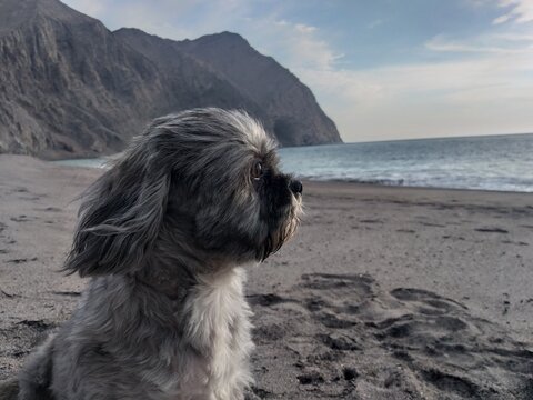 dog on the beach