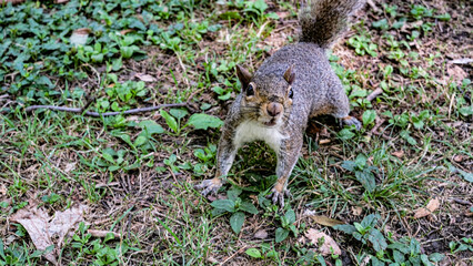 gray squirrel on green grass of nature park.
