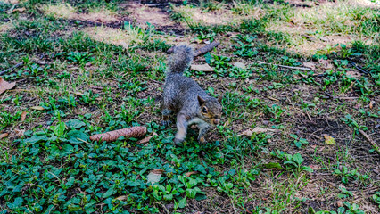 gray squirrel on green grass of nature park.
