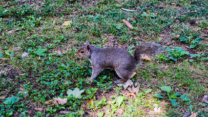 gray squirrel on green grass of nature park.