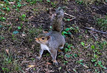 gray squirrel on green grass of nature park.