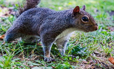 gray squirrel on green grass of nature park.
