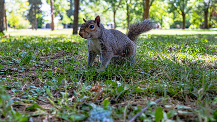 gray squirrel on green grass of nature park.