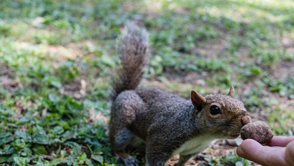 Naklejka na ściany i meble hand offers food to gray squirrel on green grass of nature park.