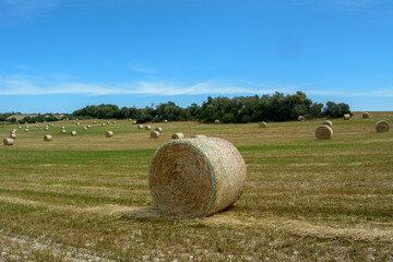 Stacks of straw - bales of hay, rolled into stacks left after harvesting of wheat ears, agricultural farm field with gathered crops rural. Balearic Islands, Majorca, Spain