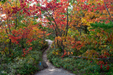 Naklejka premium autumn in the park