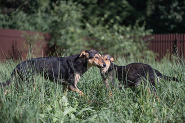 Homeless dogs received shelter at their summer cottage.