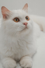 white persian cat