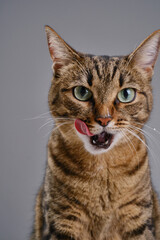 Close up portrait of a cat. Muzzle of a cute tabby cat licking lips and nose. Cat's mustache and nose in sour cream. Focus on the nose. Selective focus. 