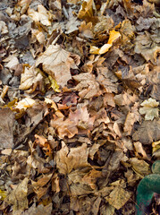 Dry leaves fallen on the ground