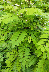 Background of evergreen leaves