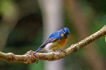 Indochinese Blue Flycatcher, Beautiful birds playing in the water and on the branches.