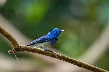 Black-naped Monarch, beautiful bird on the branch in tropical forest
