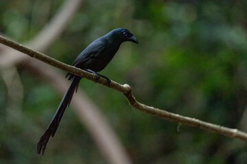 Racket-tailed treepie bird perched on a branch