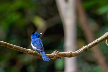 Black-naped Monarch, beautiful bird on the branch in tropical forest