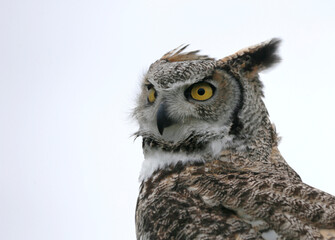 Obraz premium Eagle Owl (bubo bubo) is looking in the camera