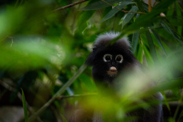 Dusky Langur, monkey on the tree in forest at asia