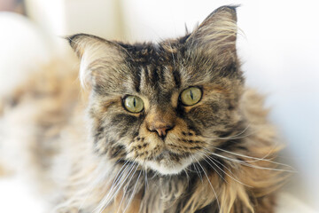 Cat a maine coon in a living room