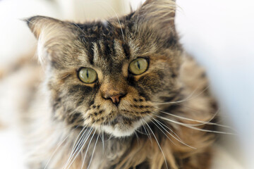 Cat a maine coon in a living room