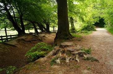 Forest road, stump and roots of large trees