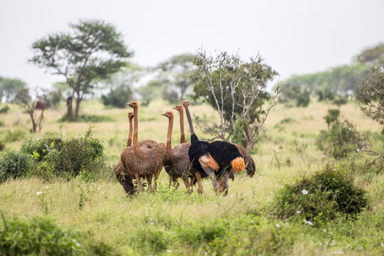 Ostrich in Tsavo East National Park, Kenya, Africa
