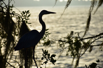 heron at sunset