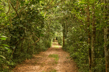 A straight road inside the forest