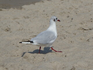 Larus ridibundus, Lachmöwe