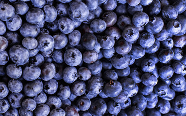 Beautiful large blueberries are sprinkled in an even layer. Backgrounds and textures