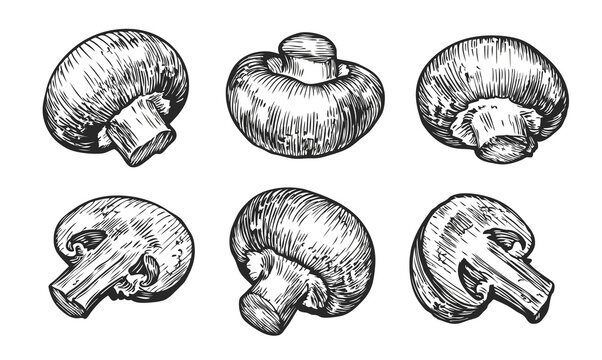 Champignons mushrooms set. Hand drawn sketch vector illustration