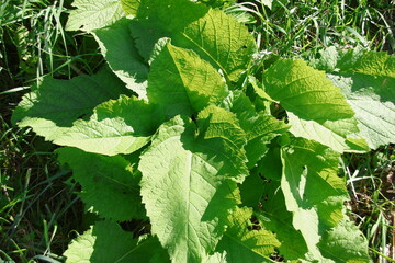 Green burdock in the grass near the road