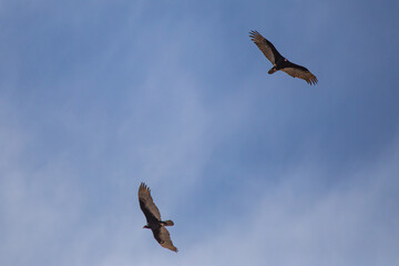 hawk in flight