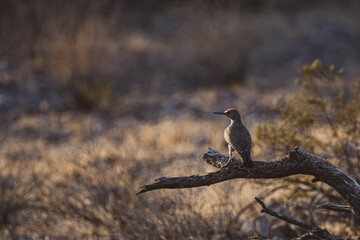 red billed hornbill