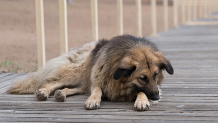 a beautiful homeless dog lies on a wooden deck on the beach
