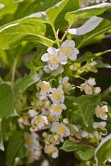 Staminate flower of Variegated Kiwi Vine (Actinidia kolomikta) in orchard