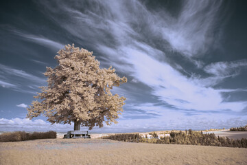 infrared photography - surreal ir photo of landscape with trees under cloudy sky - the art of our...