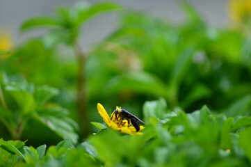 Bee take honey on yellow flowers