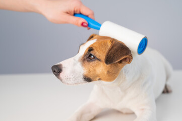 A woman uses a sticky roller to remove hair on a dog